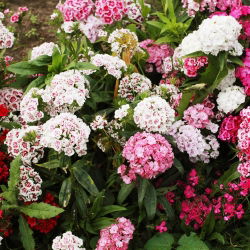Sementes Sweet William Double Mix - Dianthus barbatus - 900 sementes