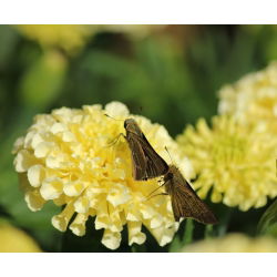 Tagetes erecta nana  - Vanilla - 0,2 gmagok - Tagetes erecta nana fl. pl.