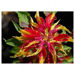 Papegojamarant - Amaranthus tricolor - Perfekt för snittblommor - Färska frön