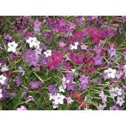 Benih campuran Tembakau Hias - Nicotiana x sanderae - 3000 biji