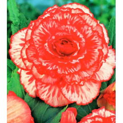 Begonia Marmorata - 2 cibule - Begonia x tuberhybrida