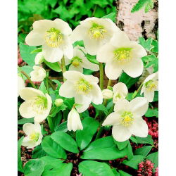 Helleborus, Hellebores Niger - bulb / tuber / rădăcină