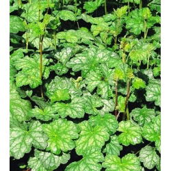 Heuchera - Dale's Strain
