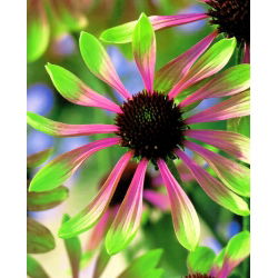 Ехінацея, Coneflower Green Envy - цибулина / бульба / корінь - Echinacea purpurea