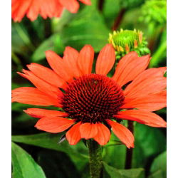 Echinacea, kaloň červený Mangus - květinové cibulky / hlíza / kořen - Echinacea purpurea