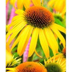 Ехінацея, Coneflower Yellow - цибулина / бульба / корінь - Echinacea purpurea