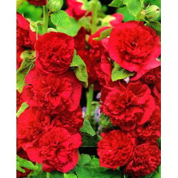 Havestokrose - Red - Rød - Althaea rosea