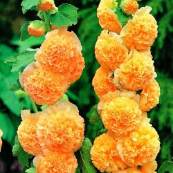 Praktstokkrose - Orange - Orange - Althaea rosea