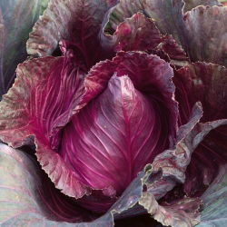 Капуста насіння Калібоса - Brassica oleracea convar. capitata var. rubra - 270 насіння - Brassica oleracea,convar. capitata,var. rubra.