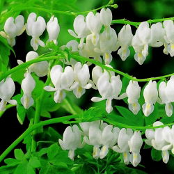 Dicentra, Bleeding Heart Alba - čebula / gomolj / koren - Dicentra spectabilis