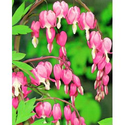 Dicentra, Bleeding Heart Rose - čebulica / gomolj / koren - Dicentra spectabilis