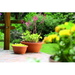 屋外植木鉢、低-テラ-20 cm-テラコッタ - 