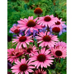 Echinacea, Coneflower Purpurea - lukovica / gomolj / korijen - Echinacea purpurea