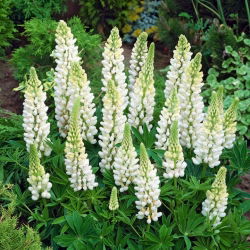 Lupinus, Lupin, Lupin Bijelo - lukovica / gomolj / korijen - Lupinus hybridus