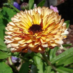 Körömvirág - Apricot Beauty - Calendula officinalis - Arany ragyogás, ideális hosszan tartó dekorációkhoz - Friss vetőmagok