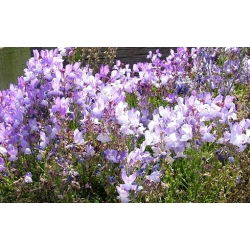 Marocké Toadflax zmiešané semená - Linaria maroccana - 7500 semien