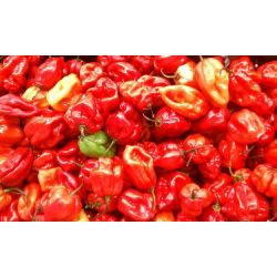 พริกไทย Habanero - ร้อนมาก - 25 เมล็ด - Capsicum L.