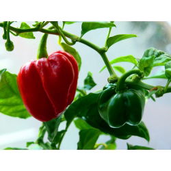 พริกไทย Habanero - ร้อนมาก - 25 เมล็ด - Capsicum L.