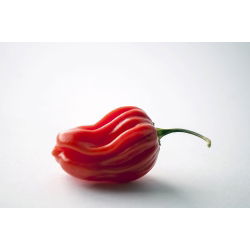 พริกไทย Habanero - ร้อนมาก - 25 เมล็ด - Capsicum L.