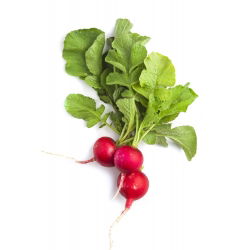 BIO - Radish "Saxa 2" - certified organic seeds - 425 seeds