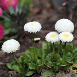 Насіння англійської ромашки - Bellis perennis - 690 насіння