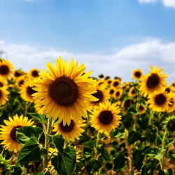 Girasol - Helianthus annuus - Semillas ricas en nutrientes con atractivo decorativo - Semillas frescas