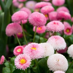 Anglicky Daisy zmiešané semená - Bellis perennis - 690 semien