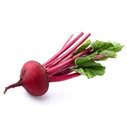 Pancar "Mısır" - 500 tohumlar - Beta vulgaris