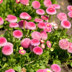 Tusensköna - Pomponette - rosa - Bellis perennis - Perfekt rosa elegans för planteringar och rabatter - Färska frön