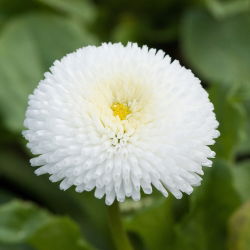 Насіння англійської ромашки - Bellis perennis - 690 насіння