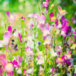 Marocké Toadflax zmiešané semená - Linaria maroccana - 7500 semien