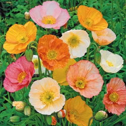 Benih Poppy Iceland campuran - Papaver nudicaule - 3750 biji