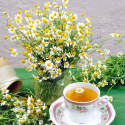 Manzanilla Camomila - Matricaria chamomilla - Flores aromáticas curativas, ideales para infusiones calmantes - Semillas frescas