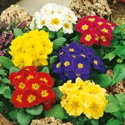 Primrose, English Primrose sumaišykite sėklas - Primula acaulis - 140 sėklų - sėklos