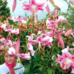 Pohon Lily Lilium Anastasia - bebawang / umbi / akar