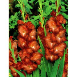 Gladiolus Chocolate - 9 mentol dalam periuk; lily pedang - 