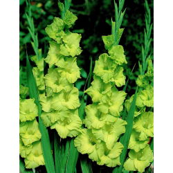 Gladiolus - mix - pakke med 5 stk
