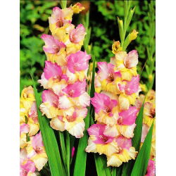 Gladiolus - mix - pakke med 5 stk