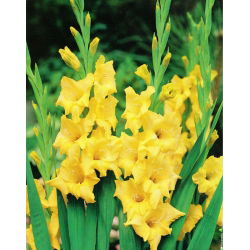 Gladiolus - mix - pakke med 5 stk