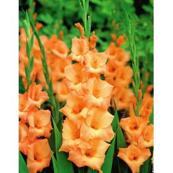 Gladiolus Peter Pears - 9 mentol dalam periuk; lily pedang - 