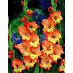 Gladiolus Puteri Margaret Rose - 9 mentol dalam periuk; lily pedang - 
