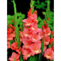 Gladiolus - mix - pakke med 5 stk