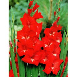 Gladiolus - mix - pakke med 5 stk