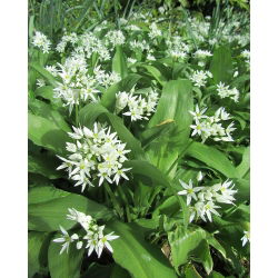 Ramslök - paket med 5 stycken - Allium ursinum