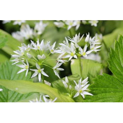 Ramslök - paket med 5 stycken - Allium ursinum