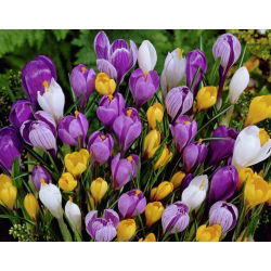 Крокус Мікс - 10 цибулин - Crocus Mix