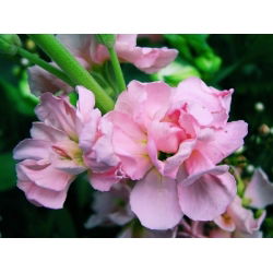 Hạt giống Liroza - Matthiola incana annua - 300 hạt giống