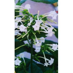 Tembakau Berbunga, Woodland seeds - Nicotiana sylvestris - 25000 biji