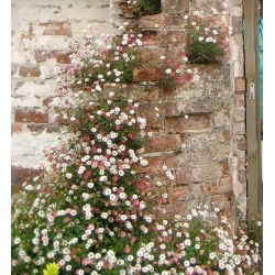 Meksikon Fleabane-siemenet - Erigeron karvinskianus - 390 siemeniä