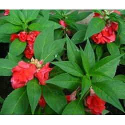 Garden Balsam, Jewelweed frön - Impatiens balsamina - 100 frön